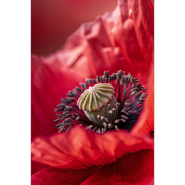 Tableau Fleur Pavot